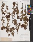 Foto von Salix aurita L.